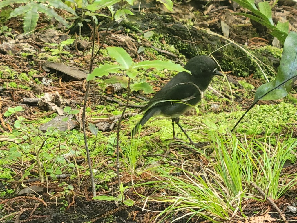 Day 2 — Whispers of Ulva&nbsp;Island