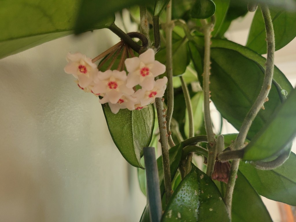 Nurturing Your Hoya: A Journey of Blooming at Home